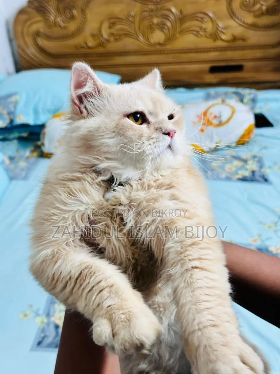 পার্সিয়ান বিড়াল