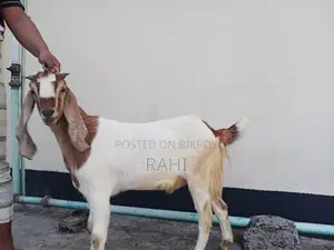 3 Goats