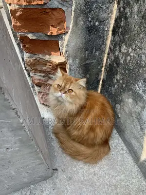 Cats sell