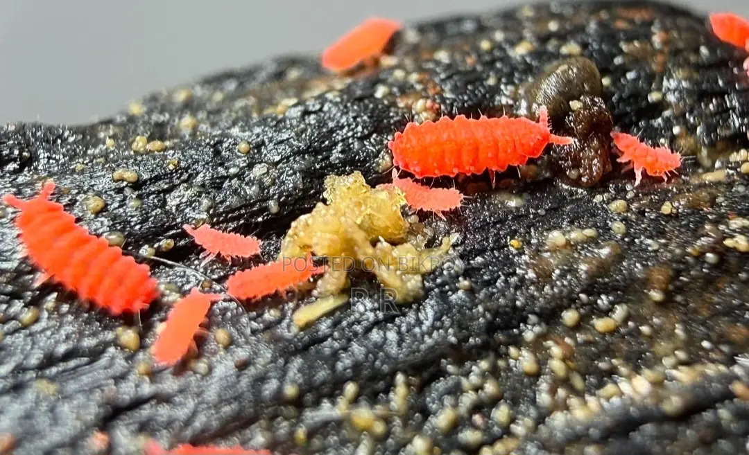 Red Springtails