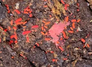 Red Springtails
