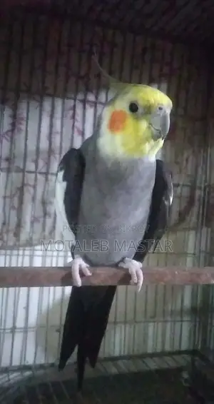 Cockatiel Male