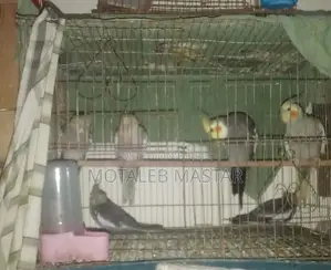 Cockatiel Male