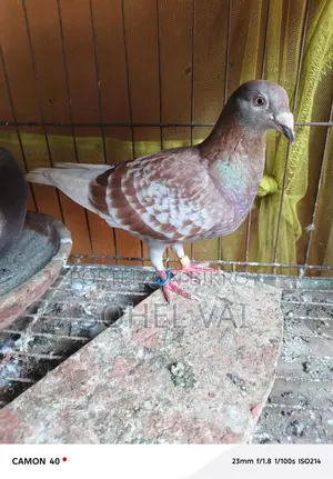 High-Quality Red Check Racer Pigeons