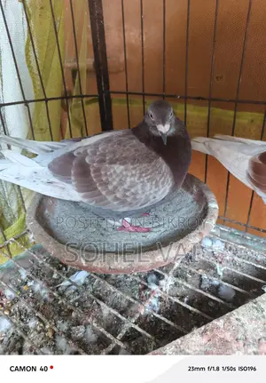 High-Quality Red Check Racer Pigeons