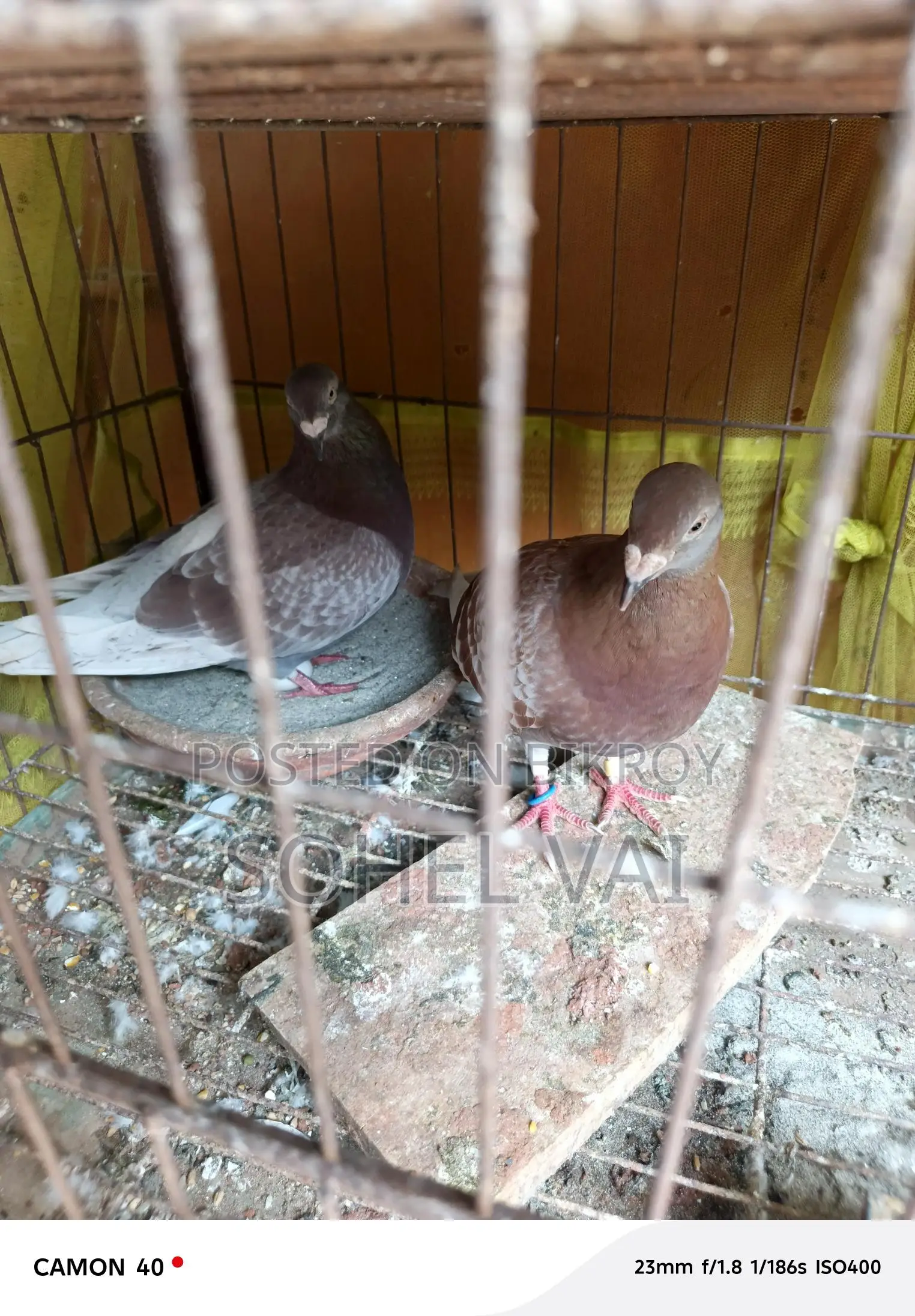 High-Quality Red Check Racer Pigeons