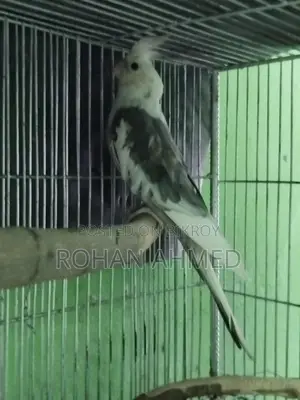 White Face Cockatiel
