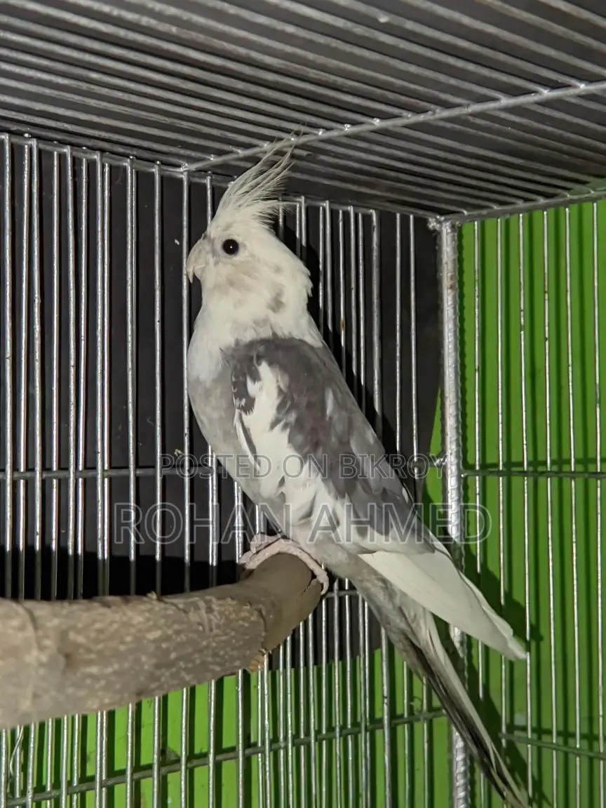 White Face Cockatiel