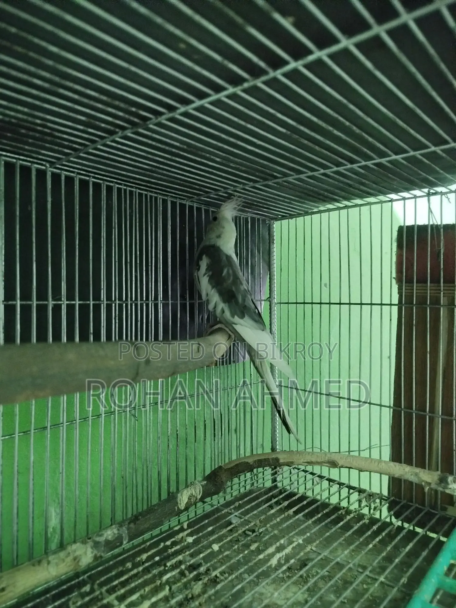 White Face Cockatiel