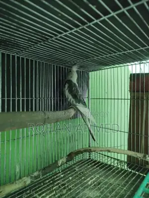 White Face Cockatiel