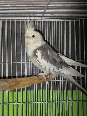 White Face Cockatiel