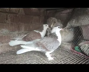 SIRAJI 1 PAIR