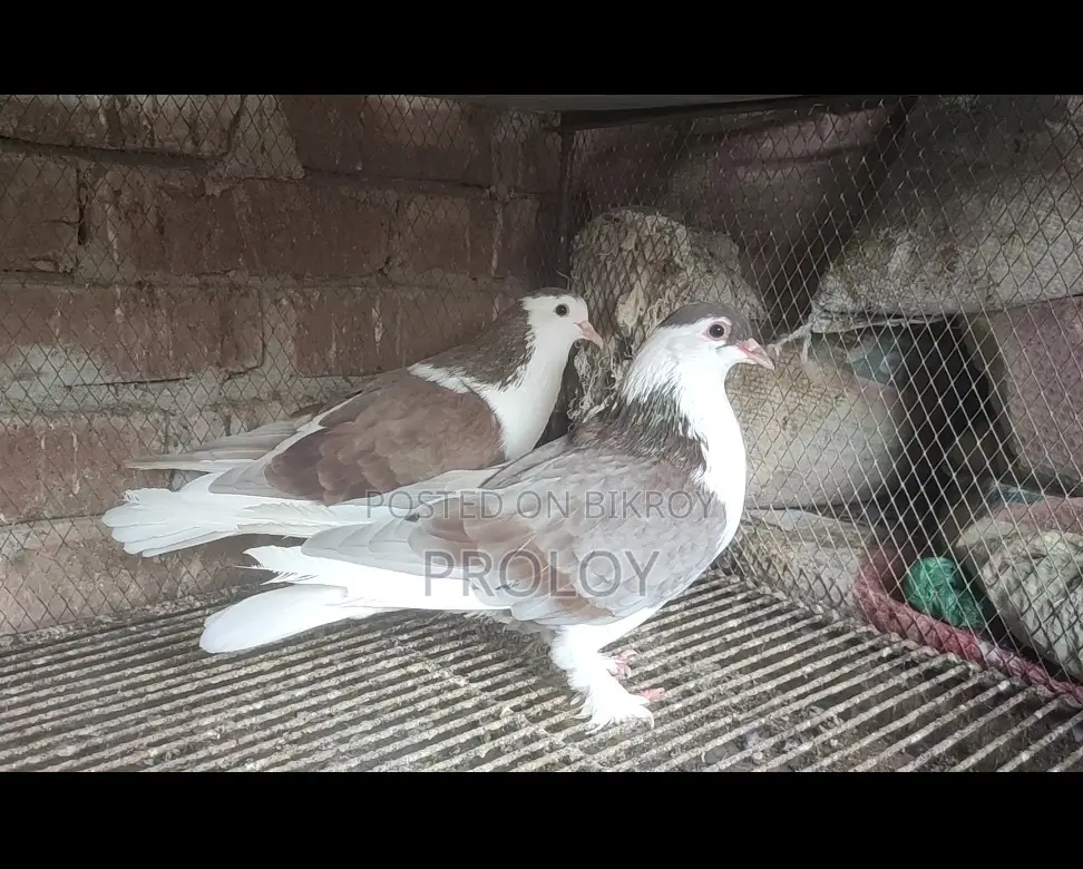 SIRAJI 1 PAIR