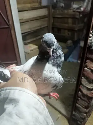 Female Pigeon