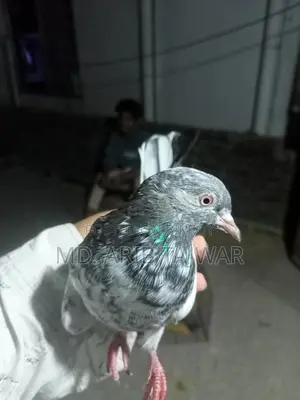 Female Pigeon