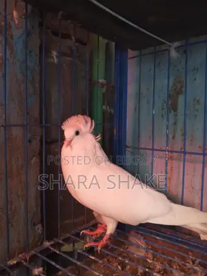 Pigeons for Sale