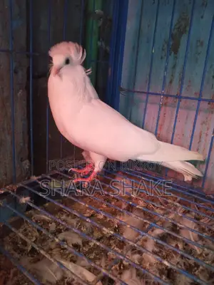 Pigeons for Sale