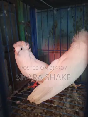 Pigeons for Sale