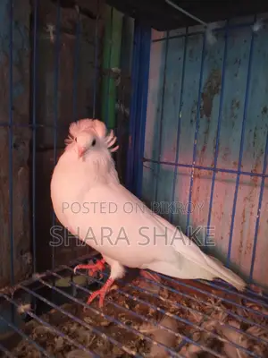 Pigeons for Sale