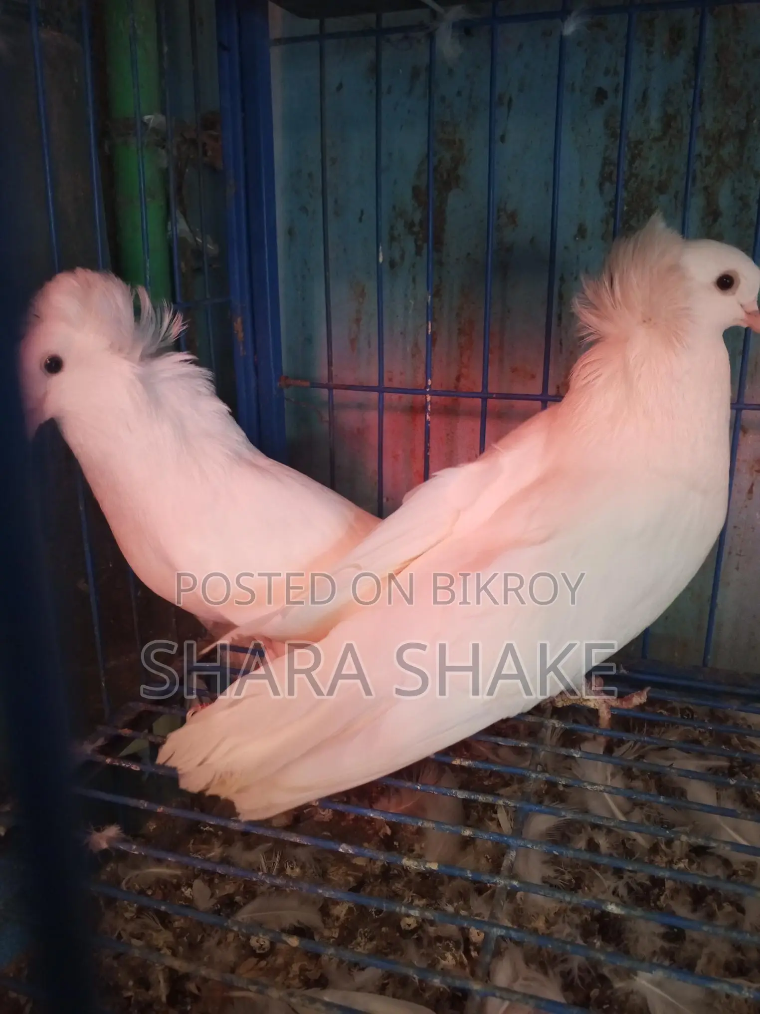 Pigeons for Sale