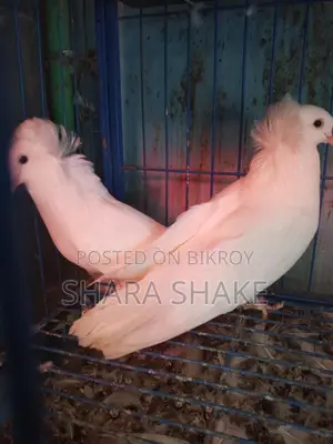 Pigeons for Sale
