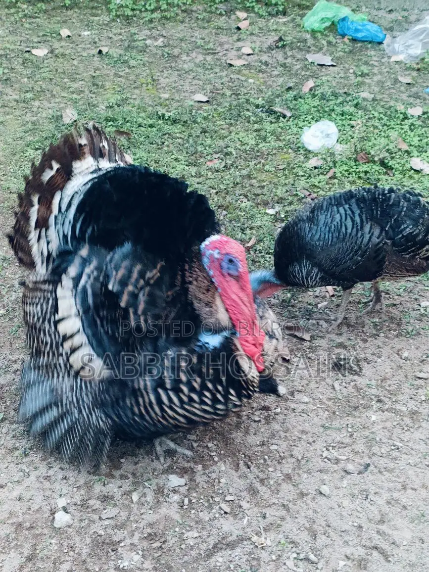 Turkey Rooster 8kg Weight