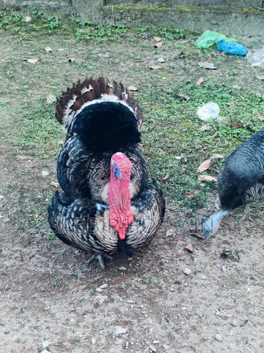 Turkey Rooster 8kg Weight