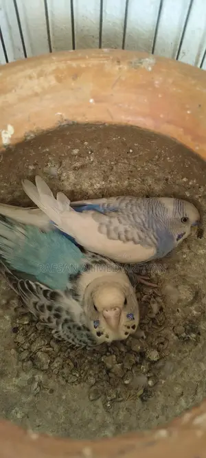 Budgerigar Birds