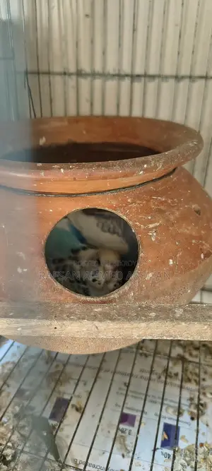 Budgerigar Birds