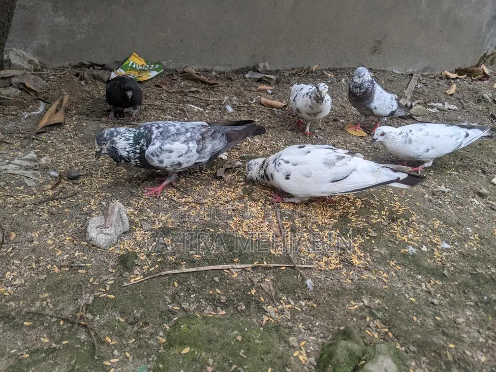 কবুতর বিক্রি হবে
