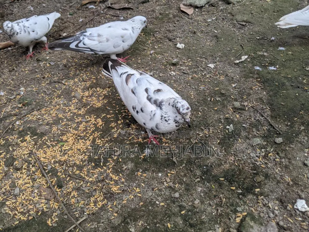 কবুতর বিক্রি হবে