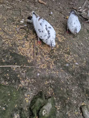 কবুতর বিক্রি হবে