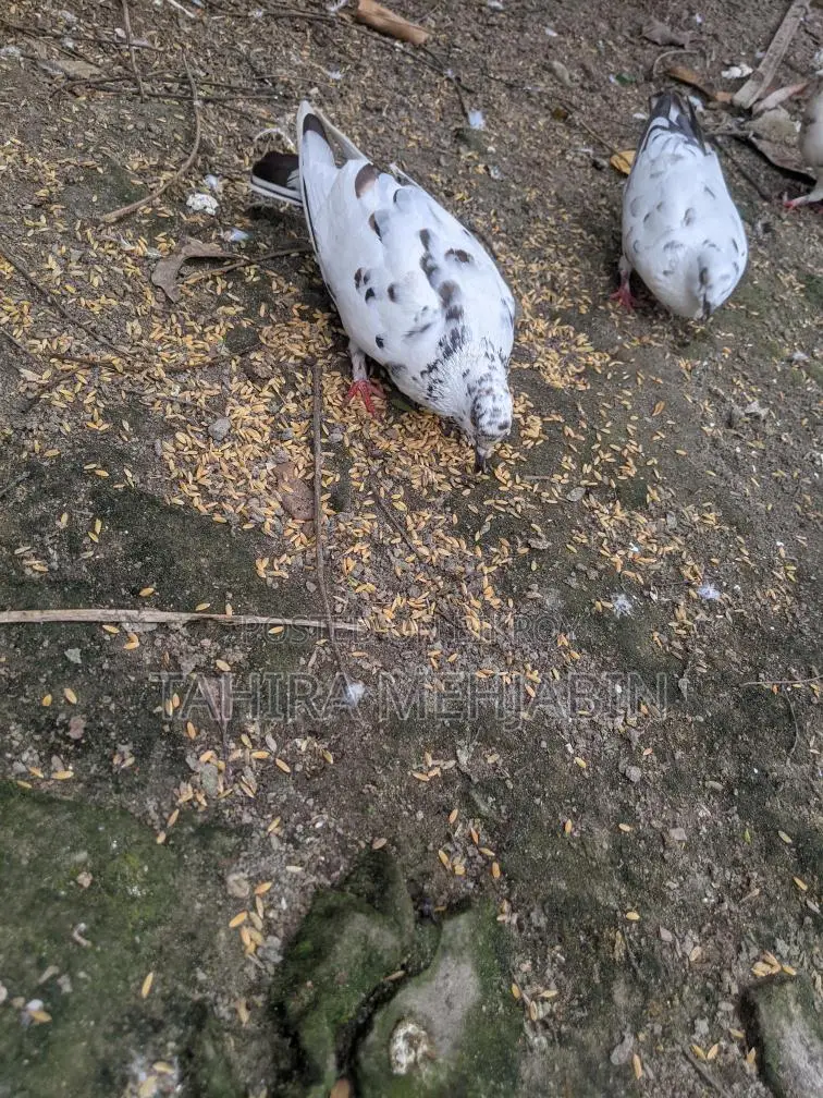 কবুতর বিক্রি হবে