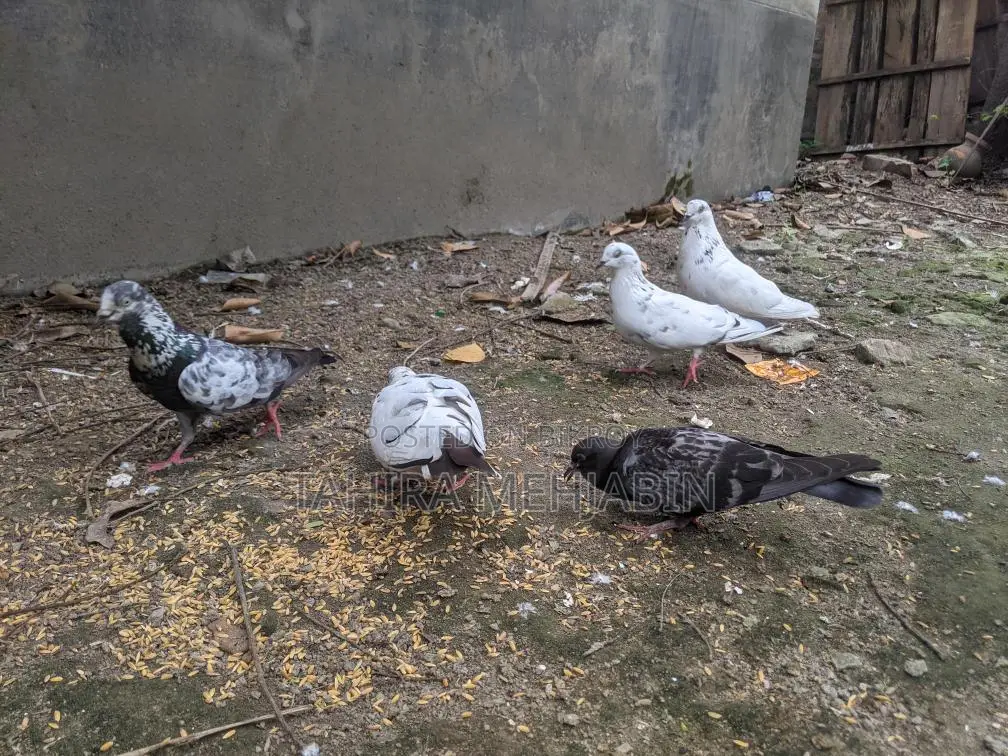 কবুতর বিক্রি হবে