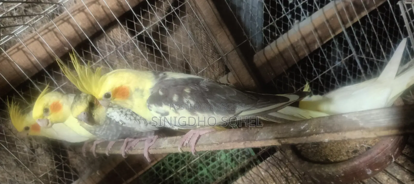 Cockatiel birds for sale