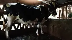 Urgent Sale: Friesian Cow