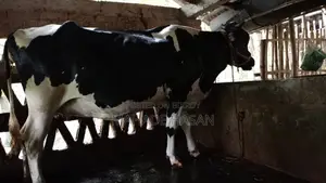Urgent Sale: Friesian Cow