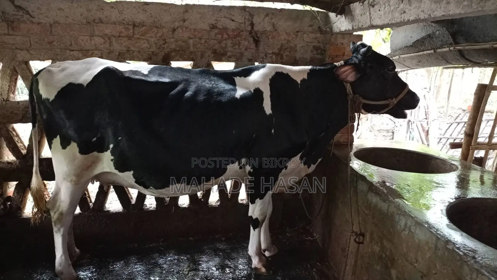 Urgent Sale: Friesian Cow