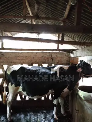 Urgent Sale: Friesian Cow