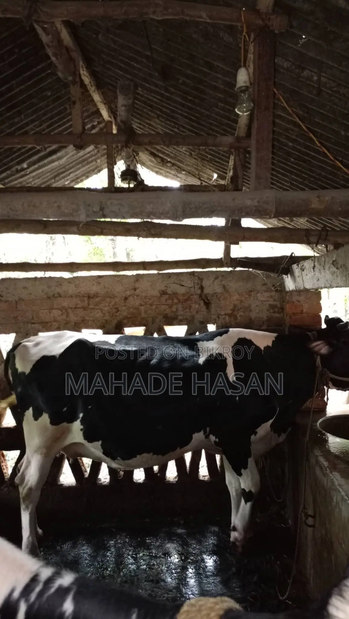 Urgent Sale: Friesian Cow
