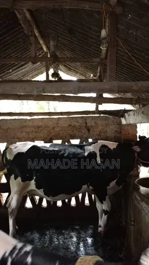Urgent Sale: Friesian Cow