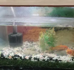 Aquarium