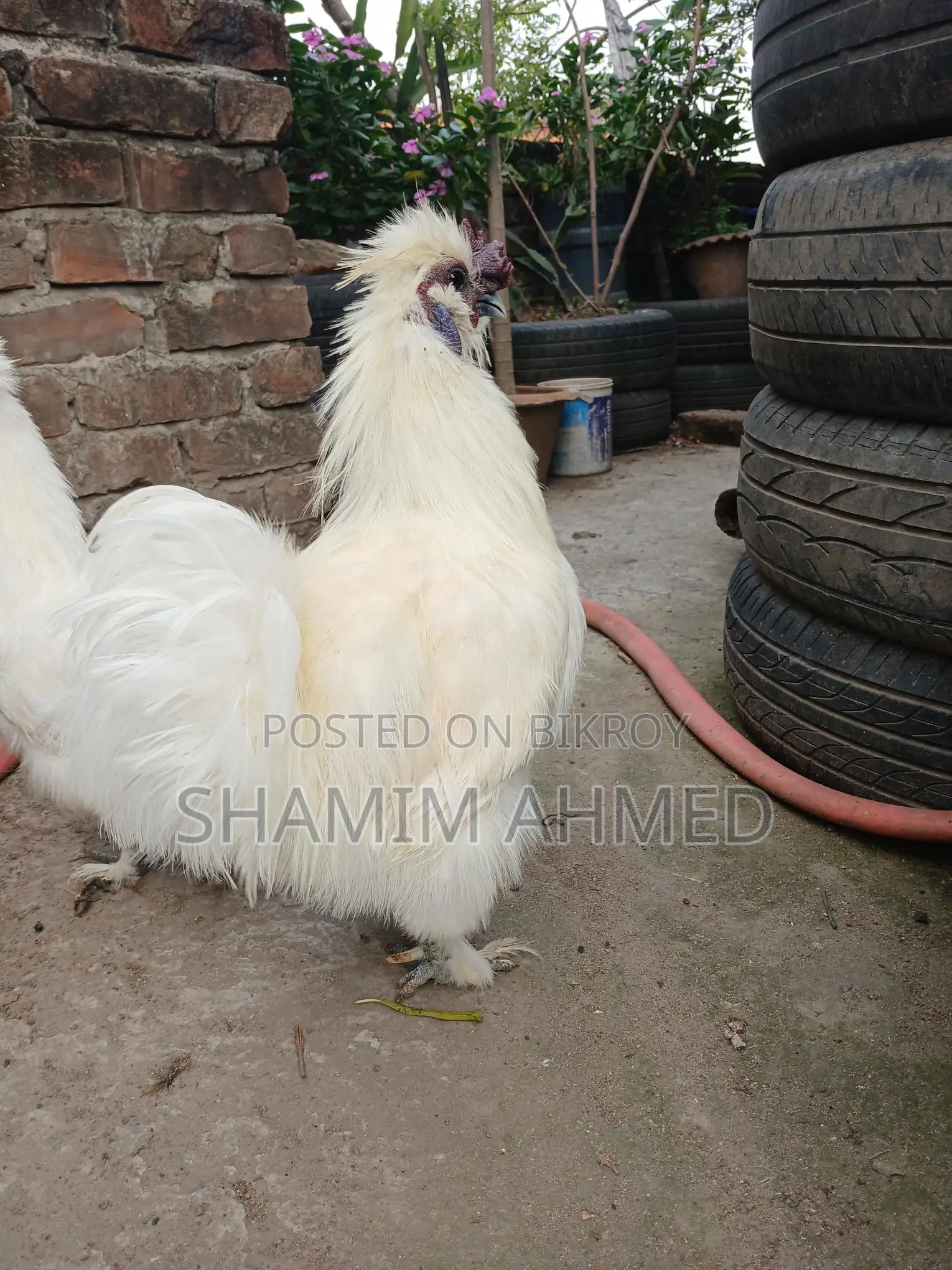 সিল্কি মোরগ