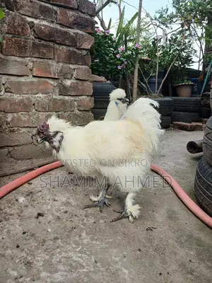 সিল্কি মোরগ