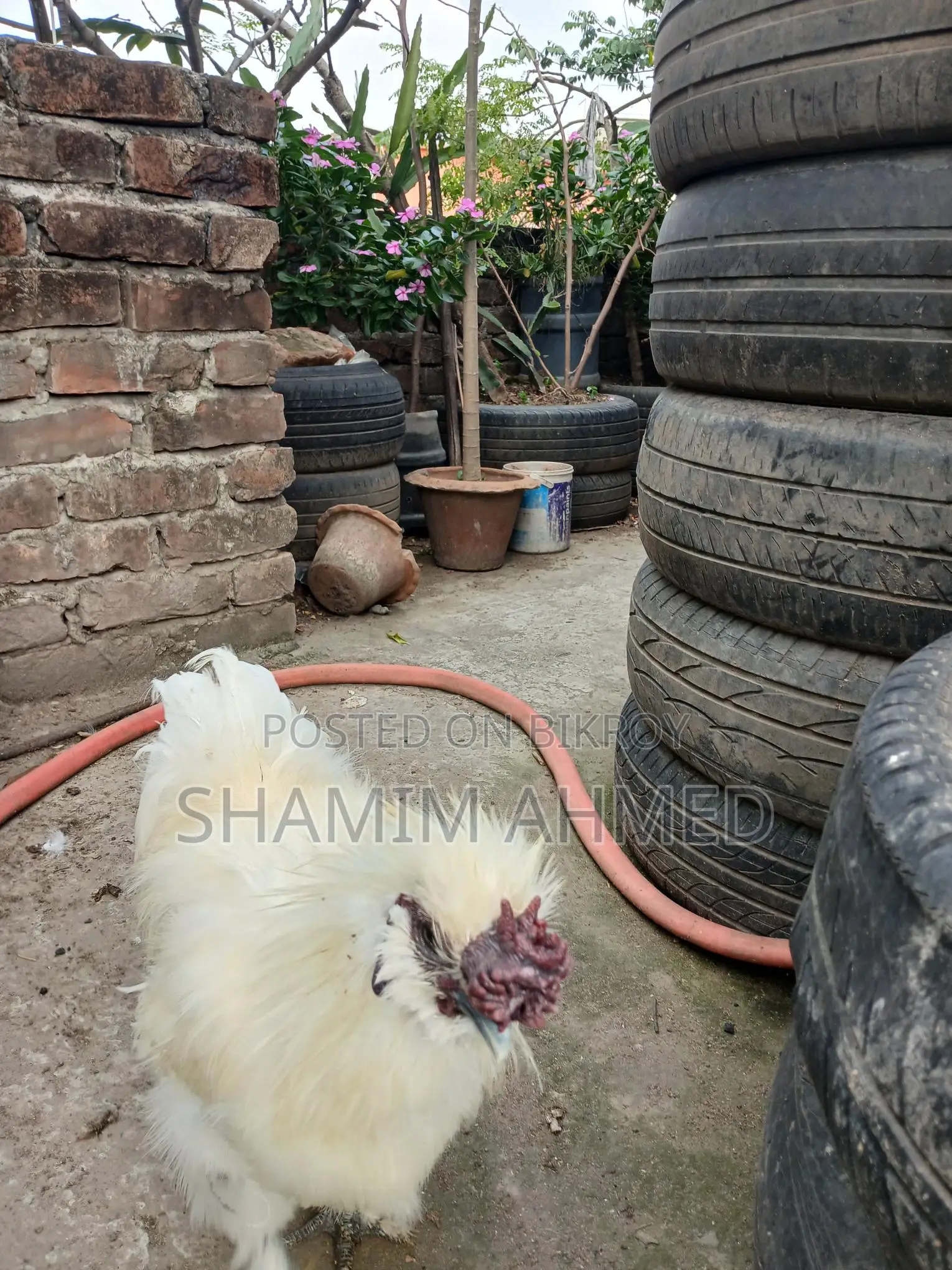 সিল্কি মোরগ
