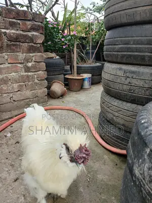 সিল্কি মোরগ