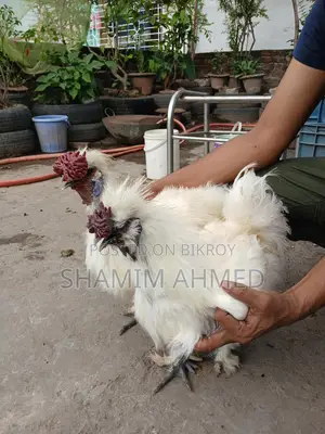 সিল্কি মোরগ