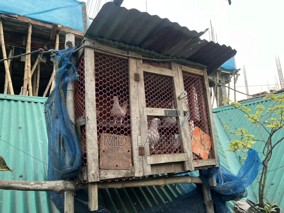 কবুতর এর ঘর