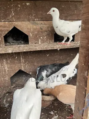 কবুতর এর ঘর