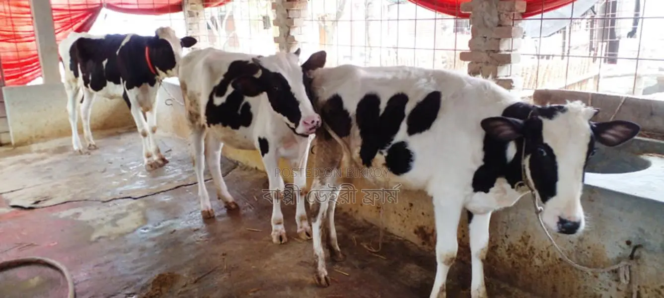 ১১৭৯ নং উন্নত জাতের ৩টি বকনা বিক্রয় হবে ।